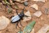 Iberodorcadion fuliginator